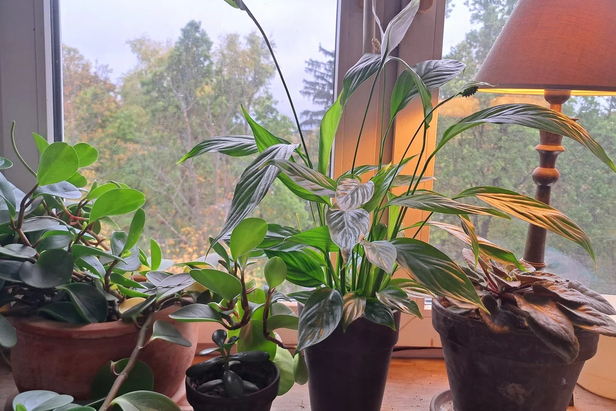 Sipam 1 čašu u žuti spatifilum. Nakon 3 nedelje izbacuje cvet za cvetom