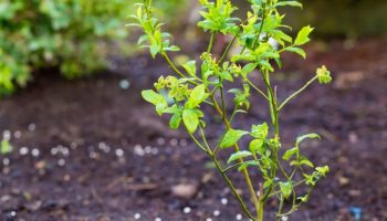 Čim se sneg otopi, zakopajte ovo oko američke borovnice. Tokom cele sezone će oslobađati hranljive materije, a borovnica će još više roditi: Indijanska metoda đubrenja