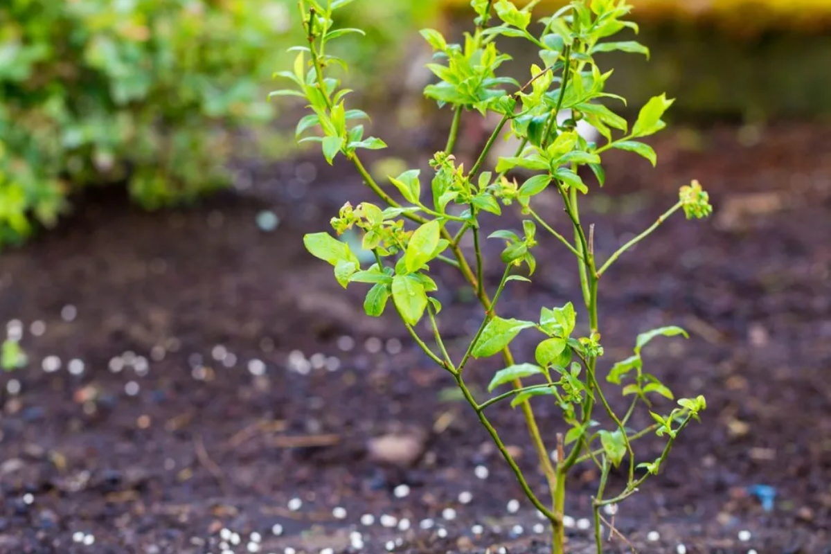 Čim se sneg otopi, zakopajte ovo oko američke borovnice. Tokom cele sezone će oslobađati hranljive materije, a borovnica će još više roditi: Indijanska metoda đubrenja