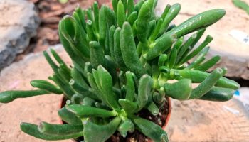 „Šrekove uši” osvajaju domove u Srbiji. Ova biljka privlači novac i raste čak i kod zaboravnih