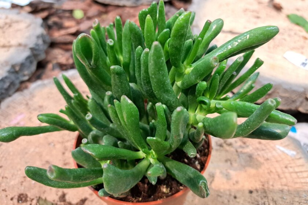 „Šrekove uši” osvajaju domove u Srbiji. Ova biljka privlači novac i raste čak i kod zaboravnih