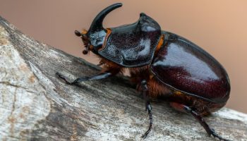 Zašto se gundelji pojavljuju leti i šta njihovo prisustvo znači