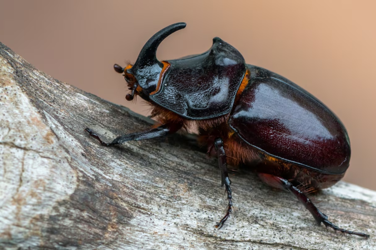 Zašto se gundelji pojavljuju leti i šta njihovo prisustvo znači