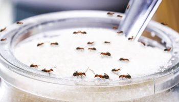 Zbogom repelentima: Alkoholno piće koje tera mrave iz vašeg doma