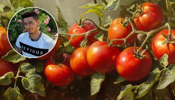 Baštovan Hajme Gumel: „Da bi vam u bašti izraslo na hiljade paradajza, moraju dobiti 6 sati direktnog sunca“