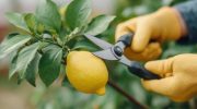 Ni svake dve nedelje ni svaki dan: koliko često treba orezivati limun