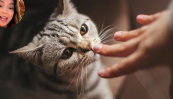 Hu Damaseno, stručnjak za ponašanje mačaka: „Ovo je najbolji način da pozovete mačku i da vas posluša“