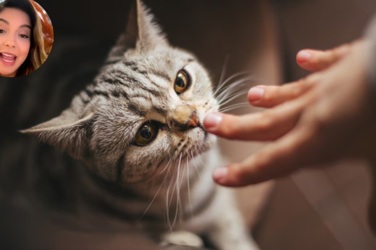 Hu Damaseno, stručnjak za ponašanje mačaka: „Ovo je najbolji način da pozovete mačku i da vas posluša“