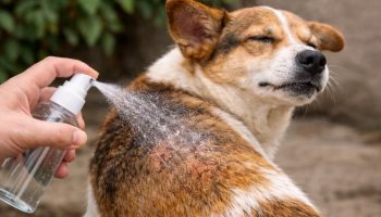 Kako napraviti domaći repelent za ljubimce protiv buva i krpelja, prema rečima stručnjaka