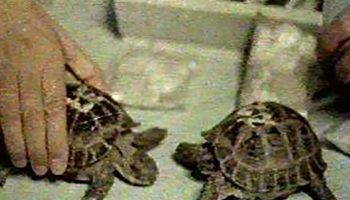 Sovjetski Savez je 1968. godine lansirao dve kornjače u svemir. Neverovatno je da su se obe vratile da ispričaju priču