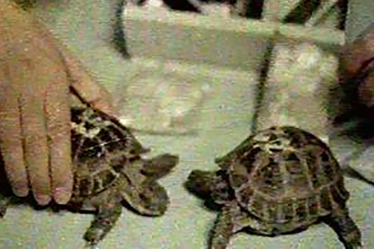 Sovjetski Savez je 1968. godine lansirao dve kornjače u svemir. Neverovatno je da su se obe vratile da ispričaju priču