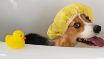 Ni šampon ni sapun: Šta obavezno treba izbegavati pri kupanju psa, prema mišljenju stručnjaka