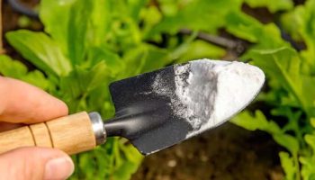 Posipanje sode bikarbone u saksije i baštu: čemu služi i zašto se preporučuje