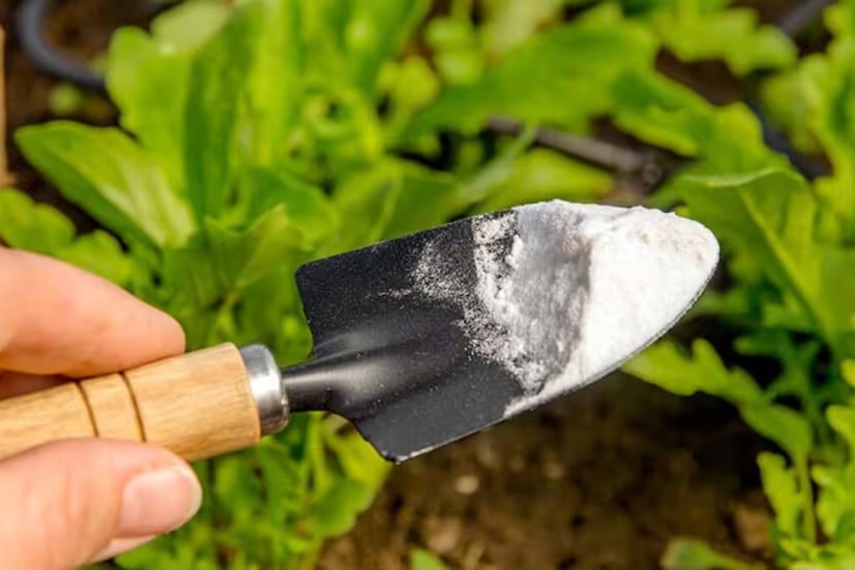 Posipanje sode bikarbone u saksije i baštu: čemu služi i zašto se preporučuje