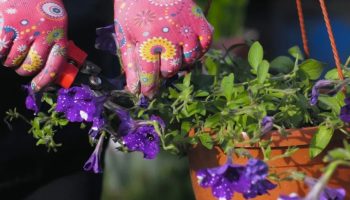 Kako razmnožiti petunije iz reznica: ispunite baštu šarenim cvećem
