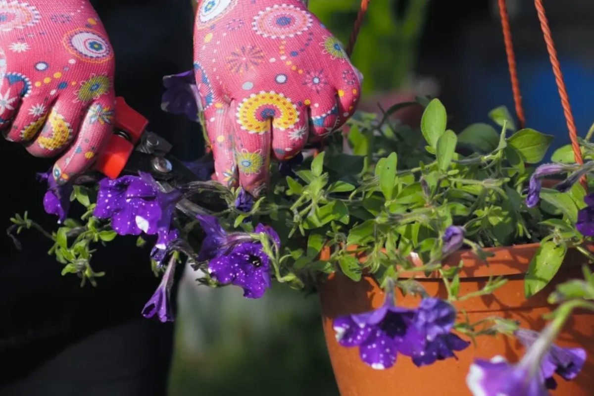 Kako razmnožiti petunije iz reznica: ispunite baštu šarenim cvećem