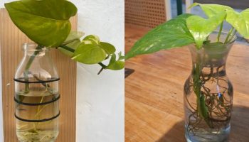 Korak po korak: kako razmnožiti potos kod kuće pomoću tegle