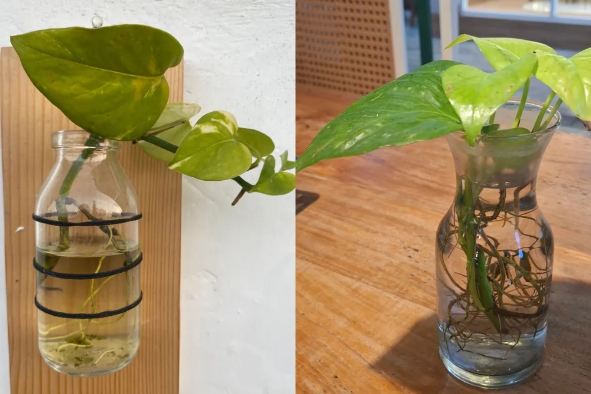 Korak po korak: kako razmnožiti potos kod kuće pomoću tegle