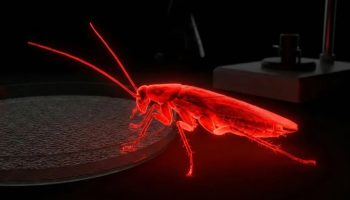Naučna dostignuća ponovo iznenađuju: Španski naučnici stvorili fluorescentne bubašvabe koje svetle u mraku