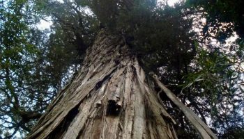 Drugo najstarije drvo na svetu nalazi se u Argentini: visoko je 50 metara i ima 2.630 godina