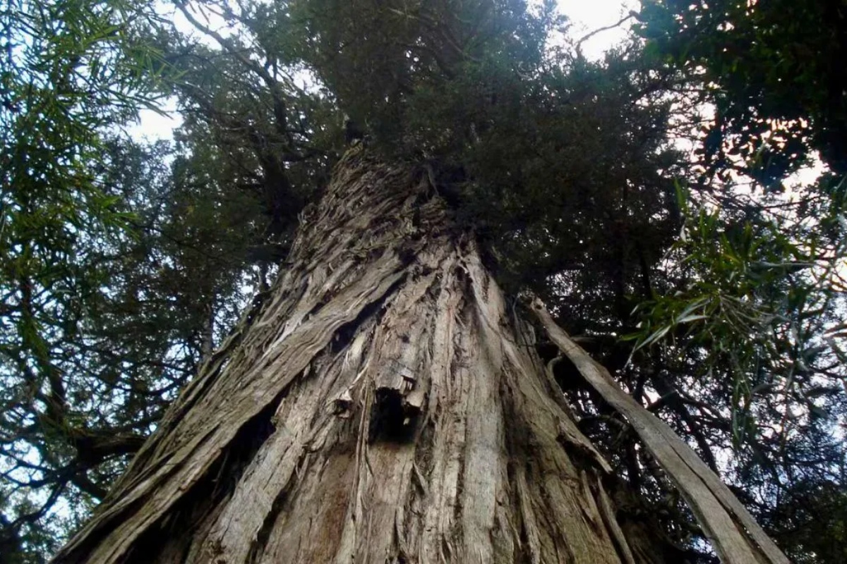 Drugo najstarije drvo na svetu nalazi se u Argentini: visoko je 50 metara i ima 2.630 godina