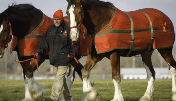 Najveća rasa konja na svetu: duplo veća od običnog konja