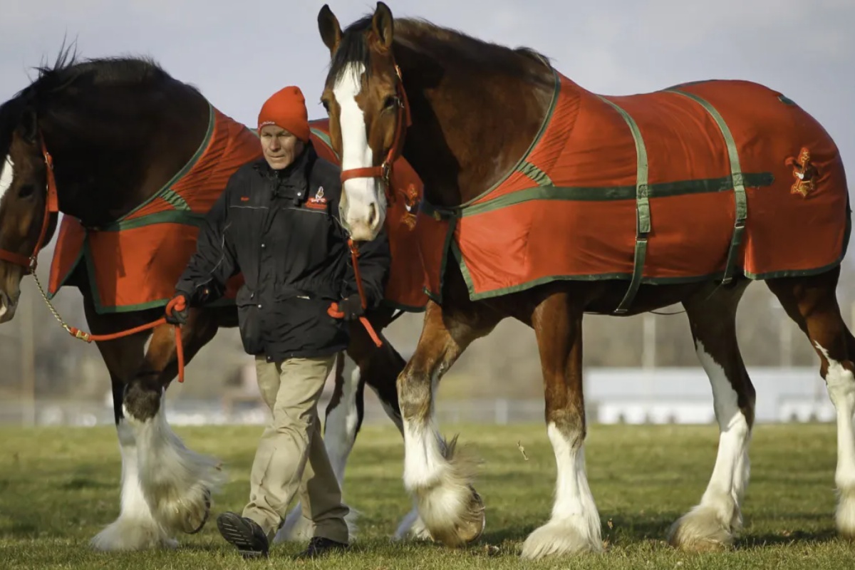 Najveća rasa konja na svetu: duplo veća od običnog konja