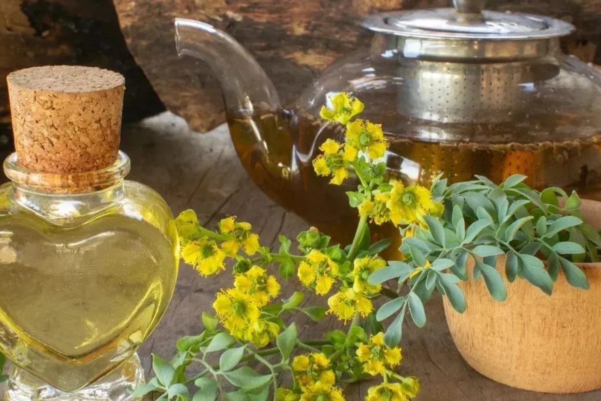 Kako koristiti rutu za čišćenje loše energije iz doma