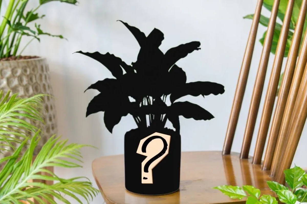 Elegantna tropska biljka laka za održavanje koja zatvara listove noću, a otvara ih u zoru