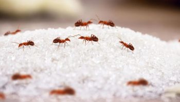 Kako eliminisati crvene mrave iz kuće koristeći malo zaslađivača: efikasan domaći repelent