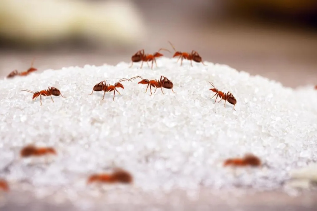 Kako eliminisati crvene mrave iz kuće koristeći malo zaslađivača: efikasan domaći repelent