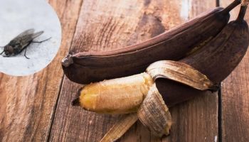 Kako eliminisati muve iz kuće koristeći prezrelu bananu: efikasna domaća zamka