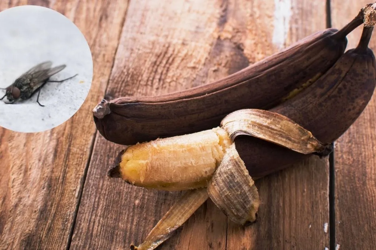 Kako eliminisati muve iz kuće koristeći prezrelu bananu: efikasna domaća zamka