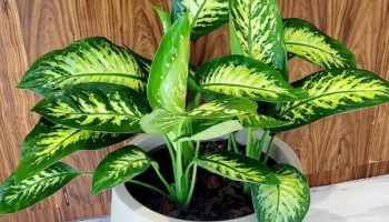 Ni kaktus ni sanseverija: sobna biljka koja potpuno transformiše vaš dom