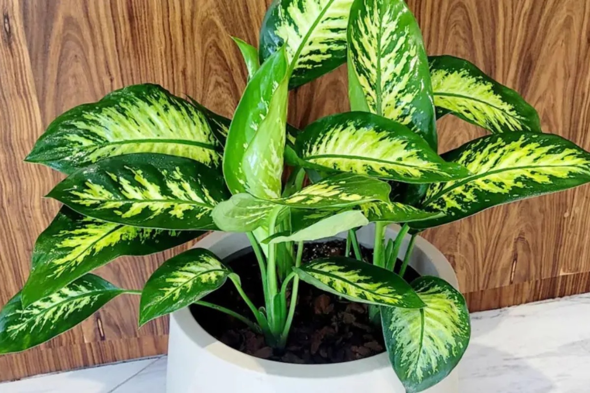 Ni kaktus ni sanseverija: sobna biljka koja potpuno transformiše vaš dom