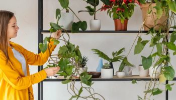 Biofilni dizajn: kako biljke i prirodni materijali poboljšavaju vaše mentalno zdravlje kod kuće