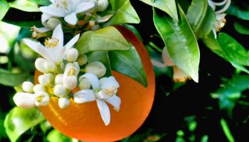 Drvo narandže: rast ovog cveta ukazuje na to da će vaše drvo dati plod, šta to znači i zašto je dobro