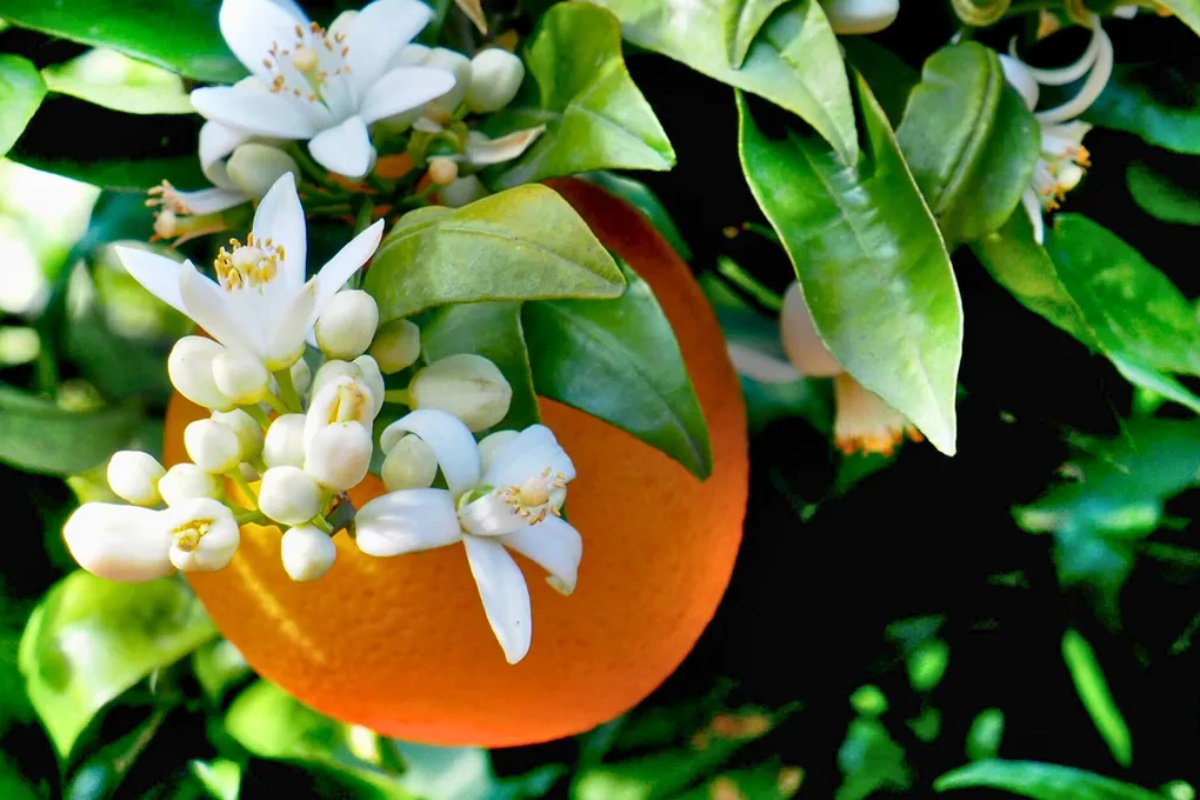Drvo narandže: rast ovog cveta ukazuje na to da će vaše drvo dati plod, šta to znači i zašto je dobro
