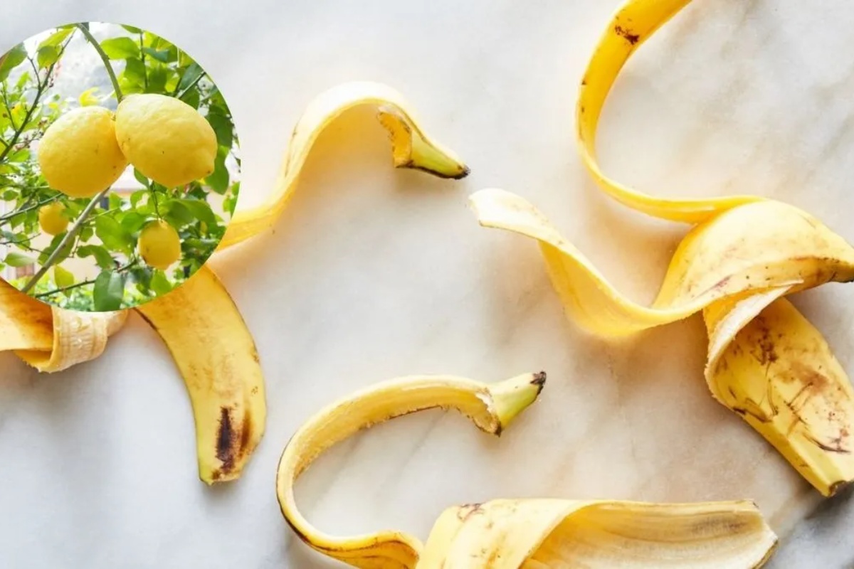 Kako oživeti suvi limun pomoću kora od banane: efikasno domaće đubrivo