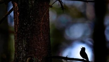 Ako vidite pticu hornero kako obilazi vašu kuću, otkrivamo vam šta to znači i zašto je to dobar znak