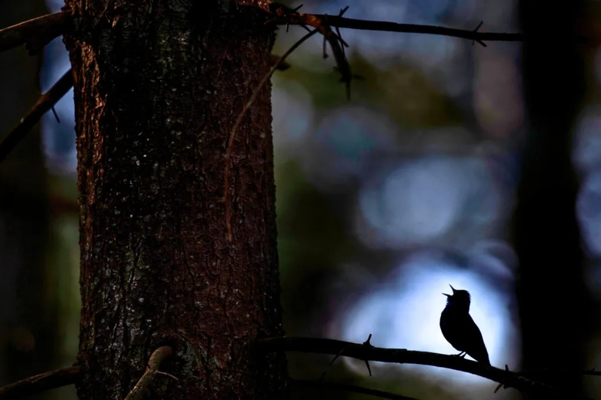 Ako vidite pticu hornero kako obilazi vašu kuću, otkrivamo vam šta to znači i zašto je to dobar znak