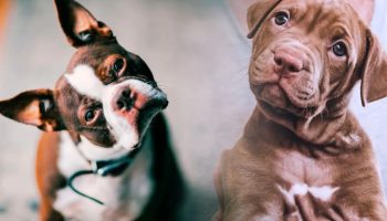 Poremećaj anksioznosti usled razdvajanja koji pogađa milione pasa i kako ga sprečiti prema mišljenju etologa