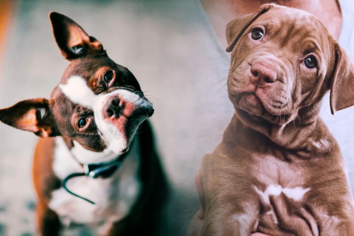 Poremećaj anksioznosti usled razdvajanja koji pogađa milione pasa i kako ga sprečiti prema mišljenju etologa