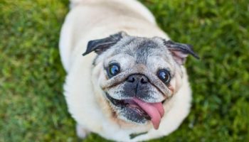 Ni francuski buldog, ni mops: porodična rasa psa koja može imati respiratorne probleme