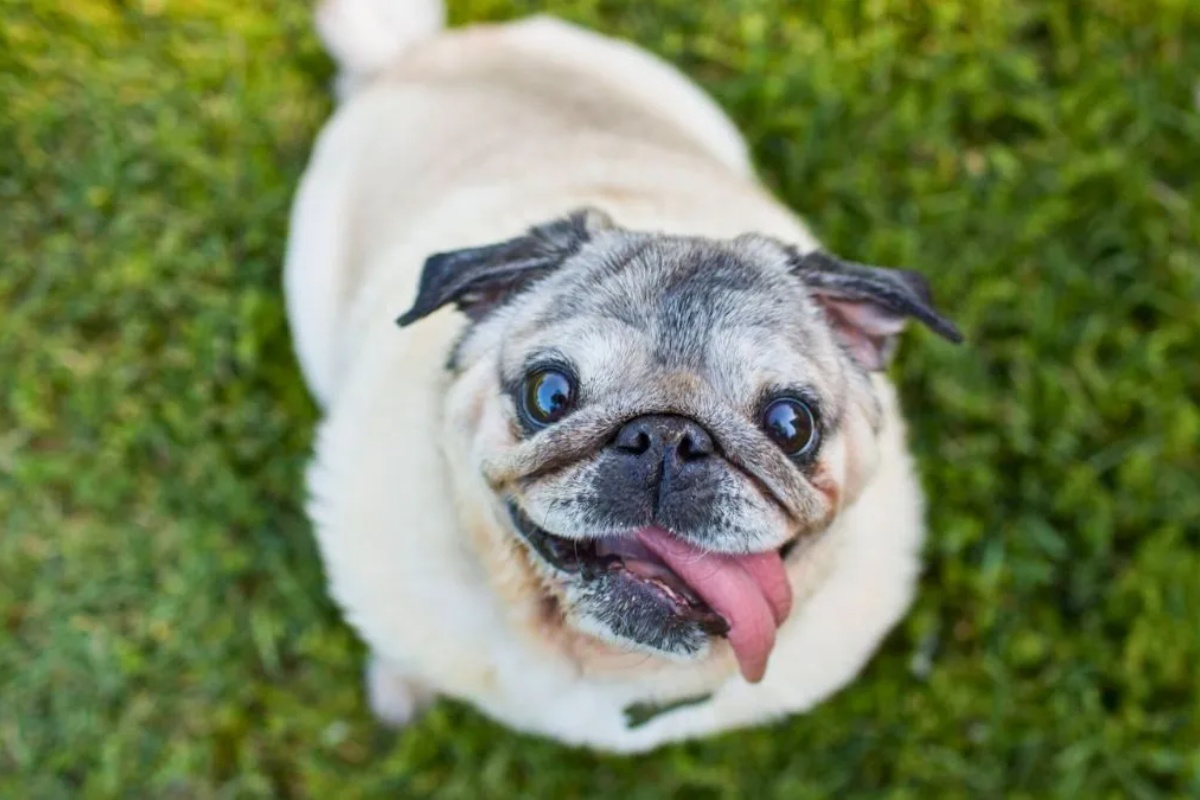 Ni francuski buldog, ni mops: porodična rasa psa koja može imati respiratorne probleme