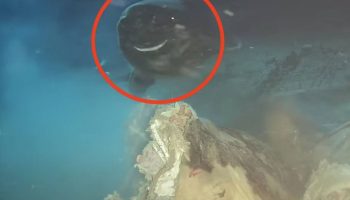 Snimili su dubine Antarktika i pronašli predatora koji ne bi trebalo da bude tamo