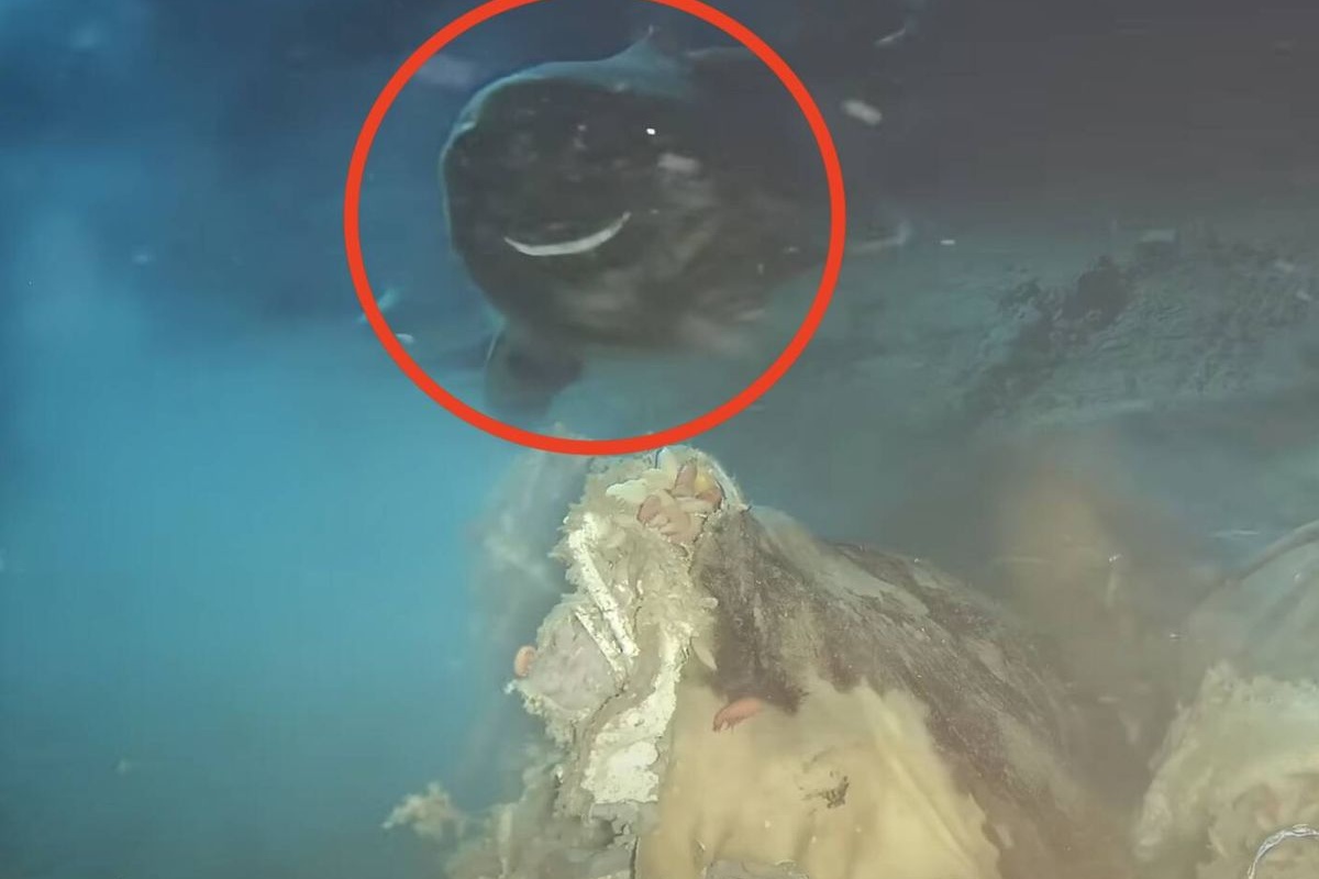 Snimili su dubine Antarktika i pronašli predatora koji ne bi trebalo da bude tamo