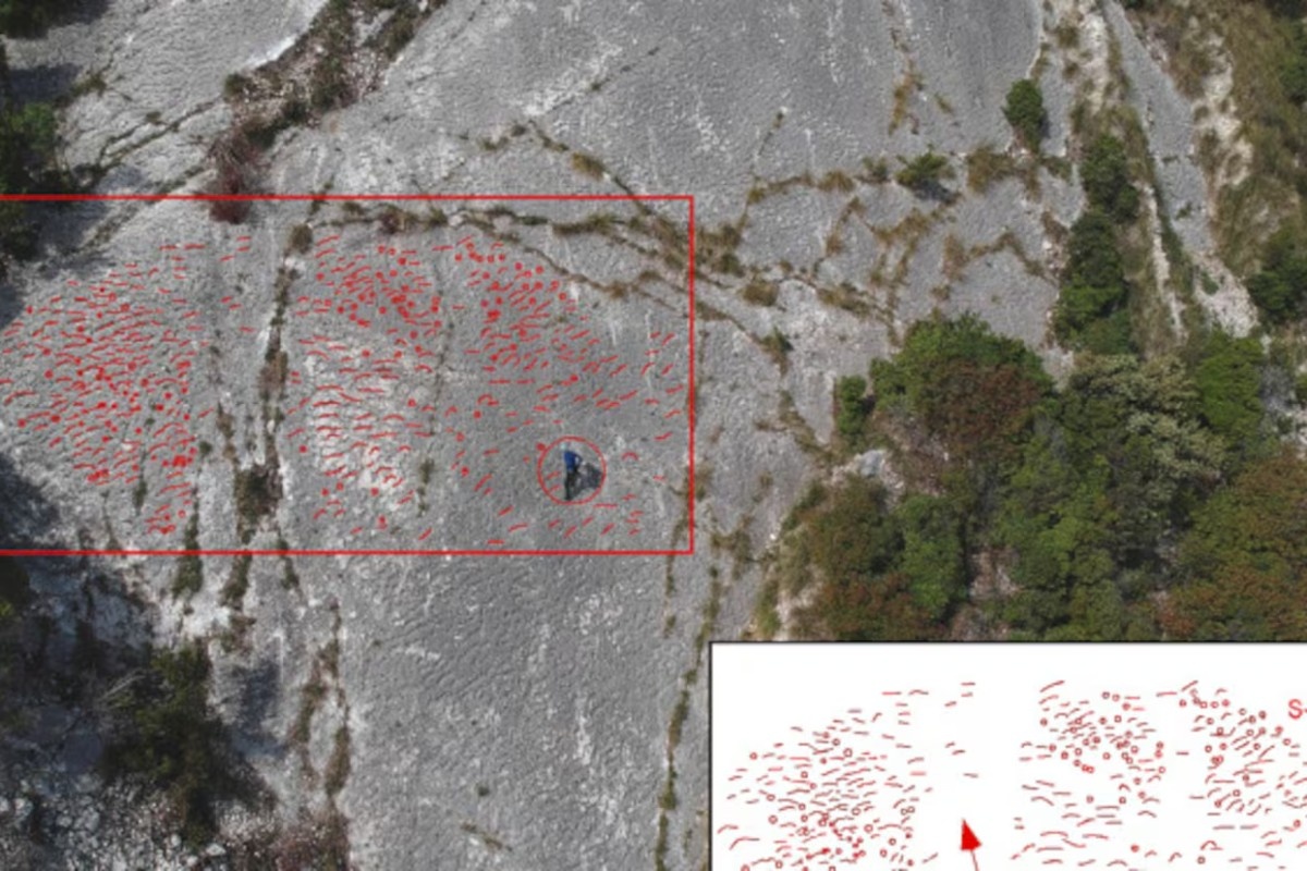 Slučajno otkriveni dokazi o stampedu morskih kornjača pre više miliona godina