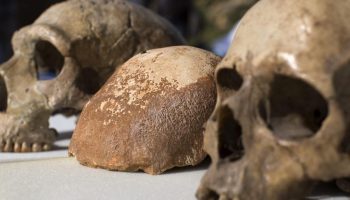 Ni inteligencija ni jezik: ovo je jedina karakteristika svojstvena isključivo ljudima