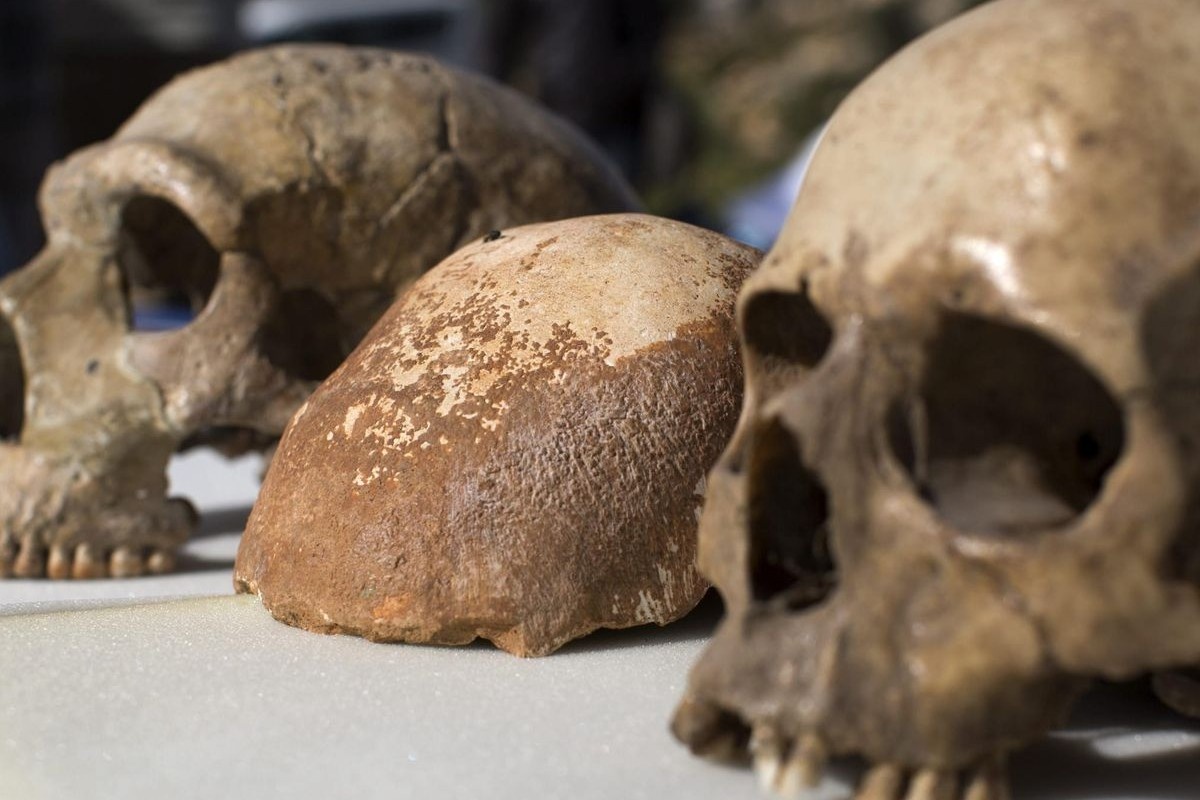 Ni inteligencija ni jezik: ovo je jedina karakteristika svojstvena isključivo ljudima